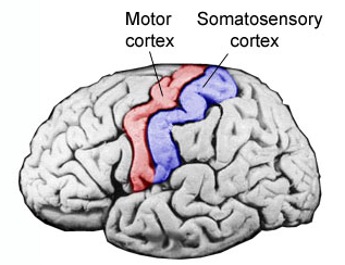 Motor-Cortex-of-the-Brain